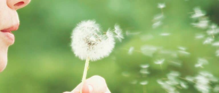 Adieu les allergies