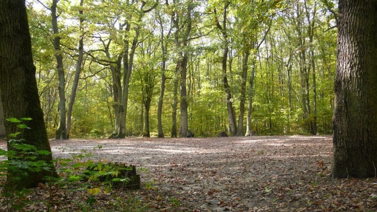 En quoi consiste un groupement forestier ?