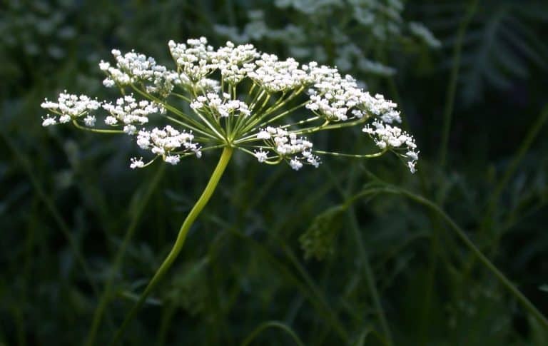 Plante miracle contre le cancer
