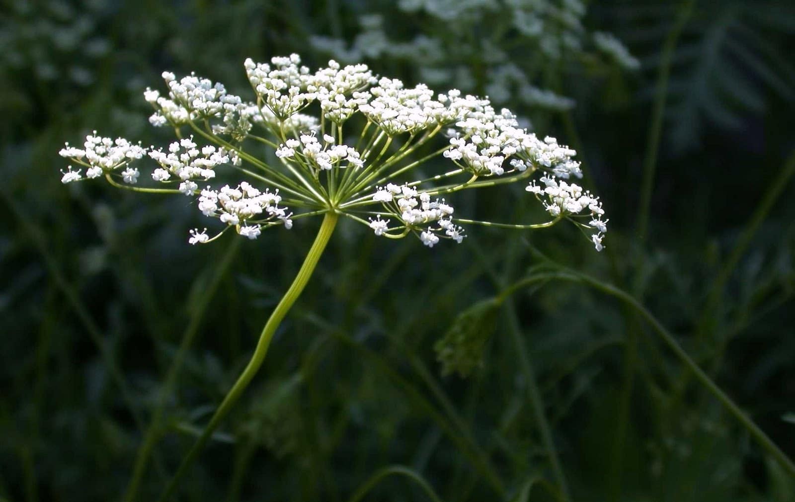 Plante miracle contre le cancer