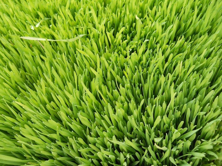 Agropyre : tout ce que vous devez savoir sur l’or liquide
