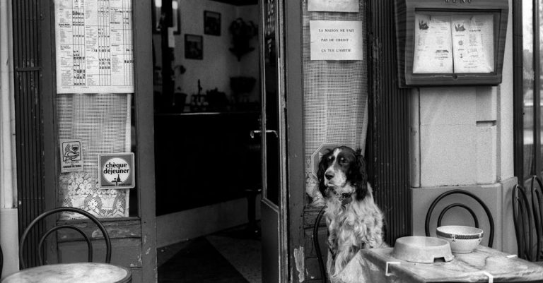 Pourquoi opter pour une nourriture bio pour vos animaux de compagnie ?