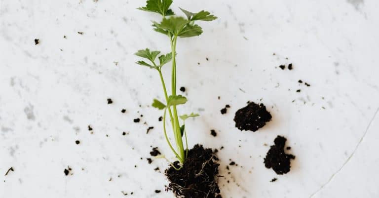 Comment pratiquer le jardinage bio sans pesticides ?