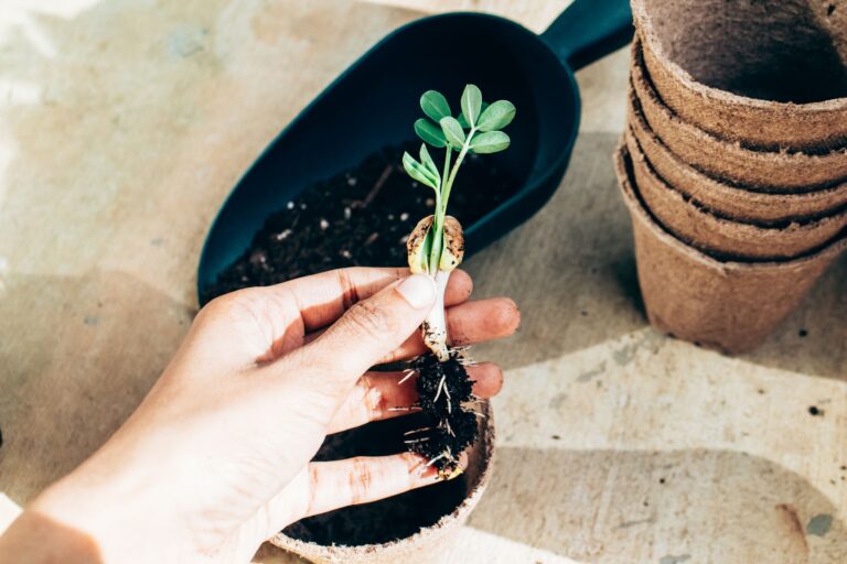 Pourquoi opter pour des graines bio pour votre jardin ?
